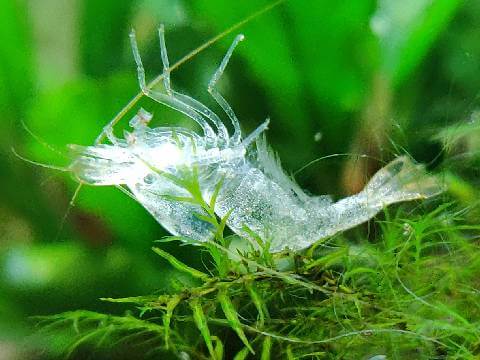 Molting And Common Problems Shrimp Science.