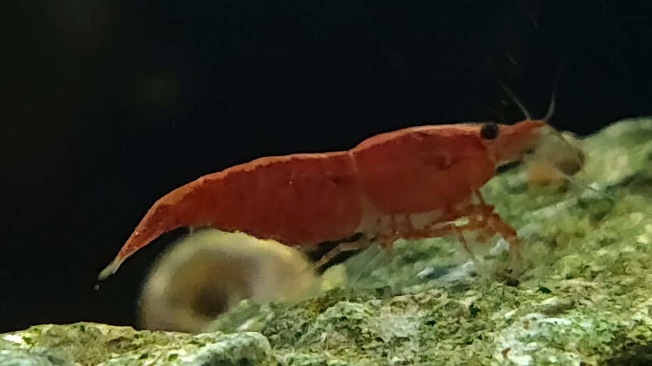 A Red Cherry shrimp with a racing stripe down its back