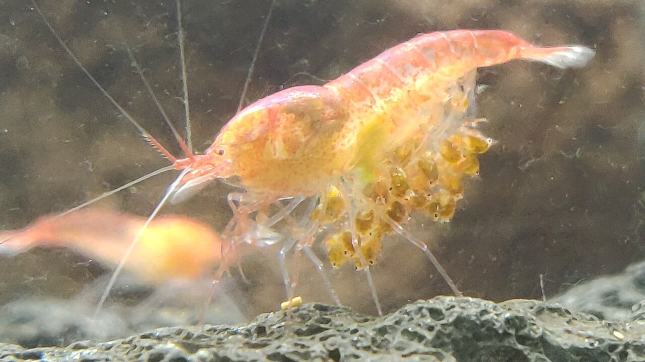 A berried Opae Ula shrimp (carrying eggs) with eyes visible on the eggs