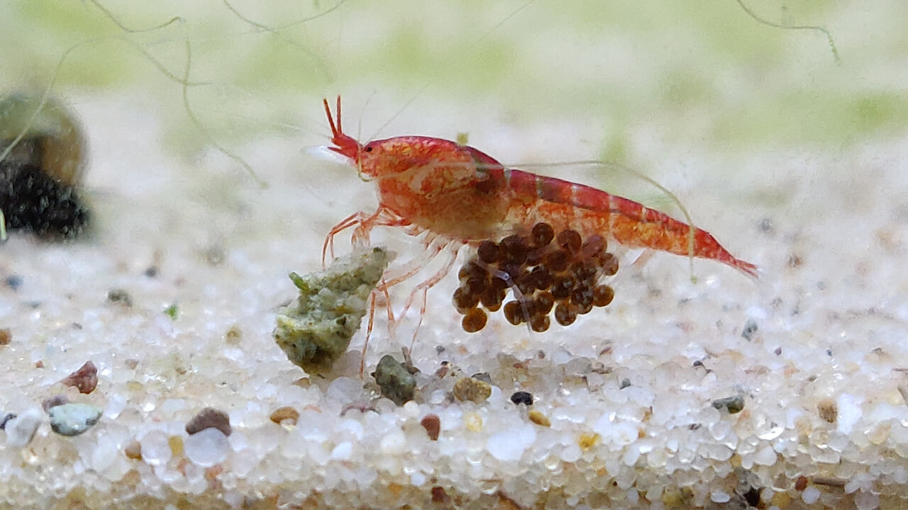 A berried Opae Ula shrimp eating an algae wafer