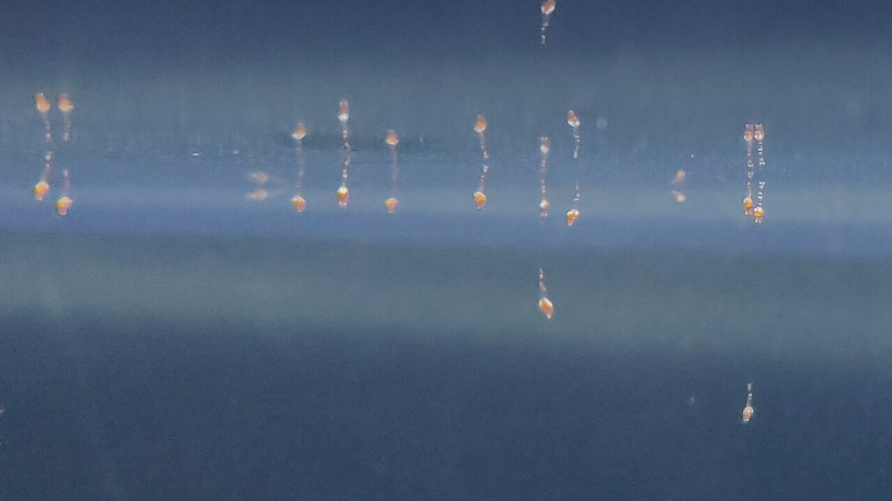 Opae Ula shrimp larvae floating near the water surface