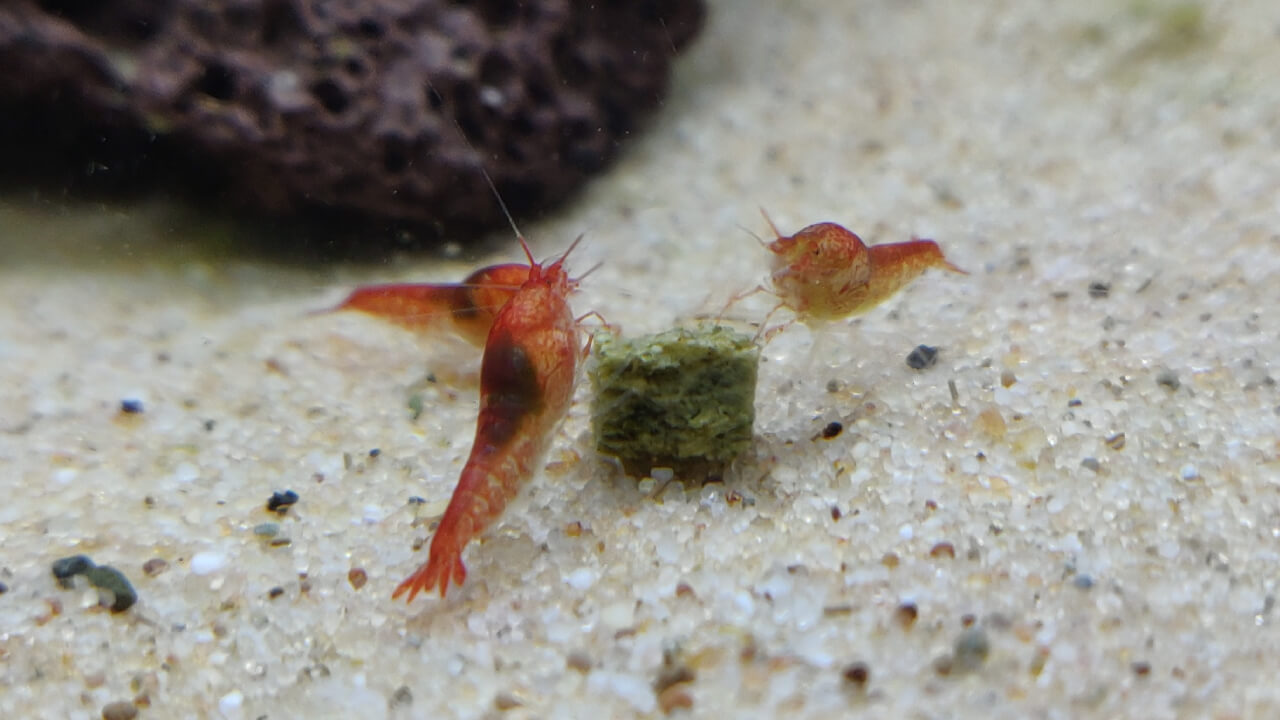 Opae Ula shrimp eating part of an algae wafer