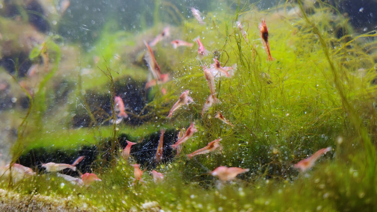 Opae Ula shrimp eating bee pollen over some algae