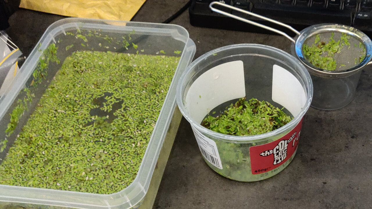 Tools used to remove duckweed from the surface of a shrimp tank