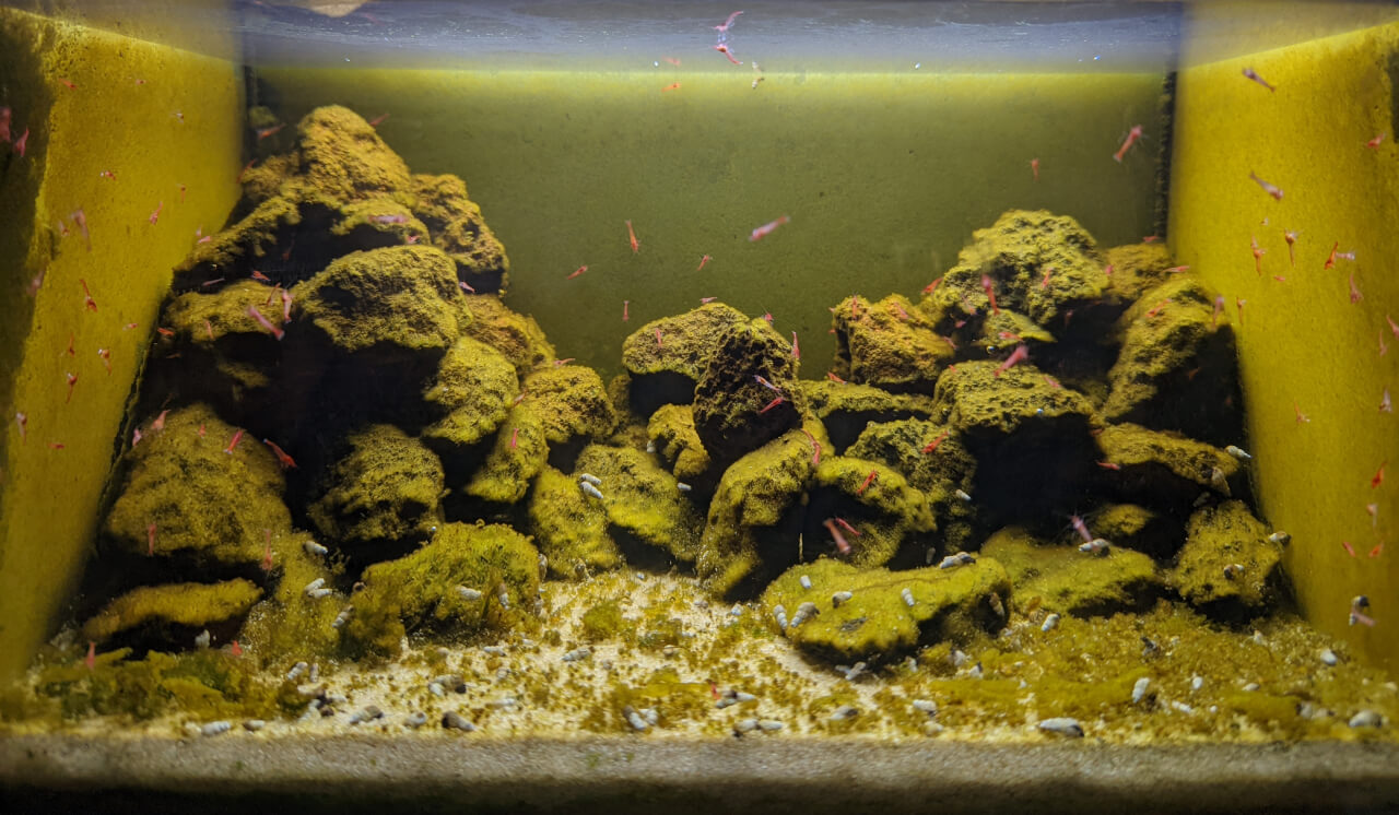 Mature Opae Ula tank with lots of algae