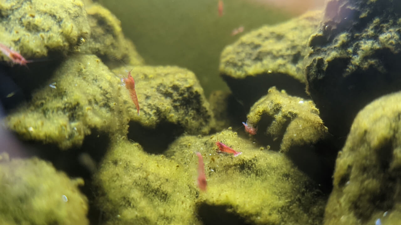 Opae Ula grazing on algae on lava rocks