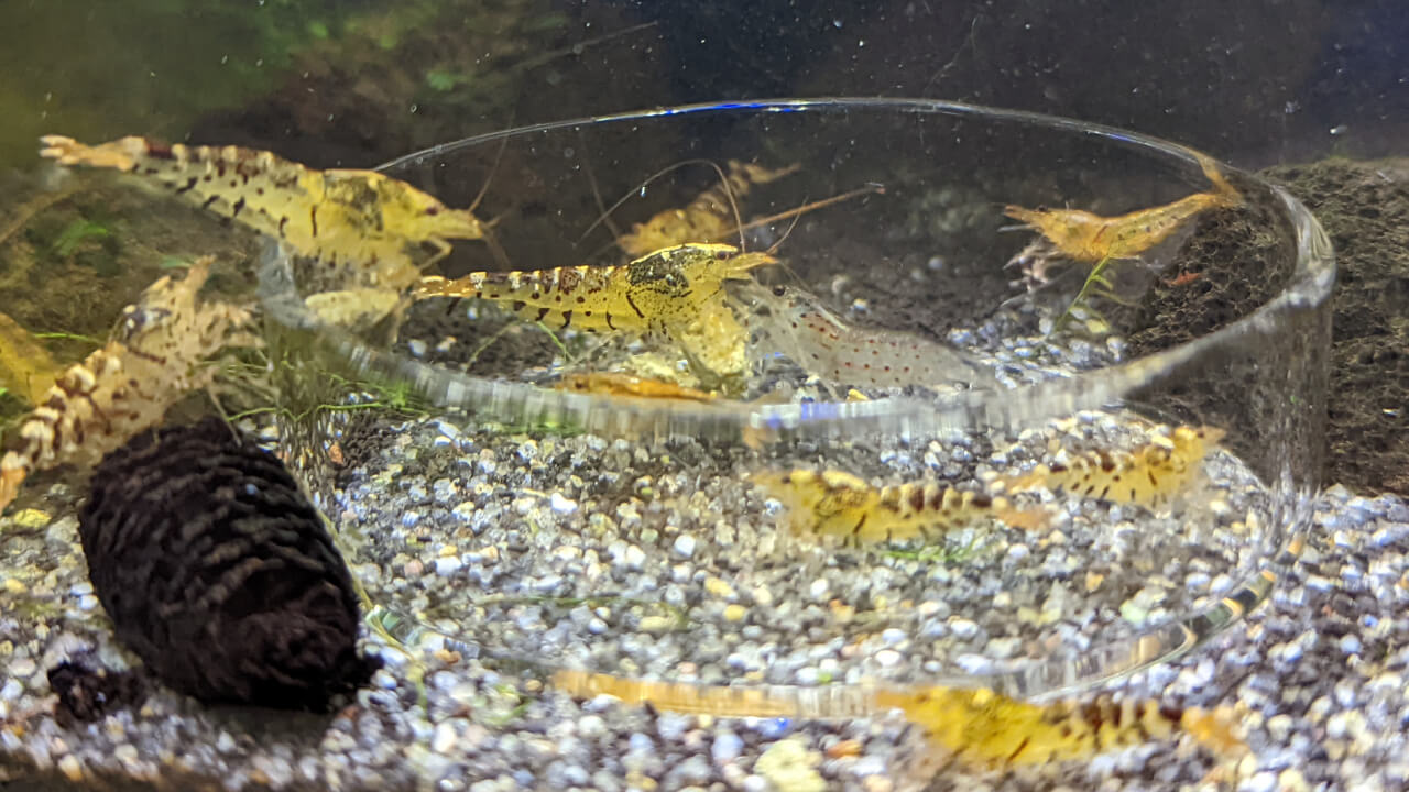 Tangerine Tiger shrimp eating an algae wafer in a feeding dish