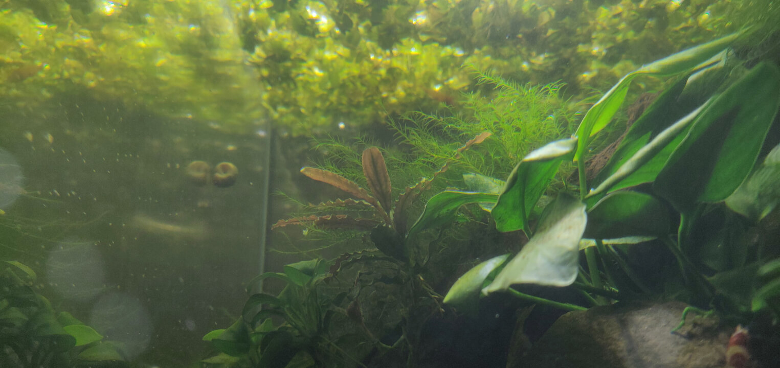 Shrimp tank filled with various plants