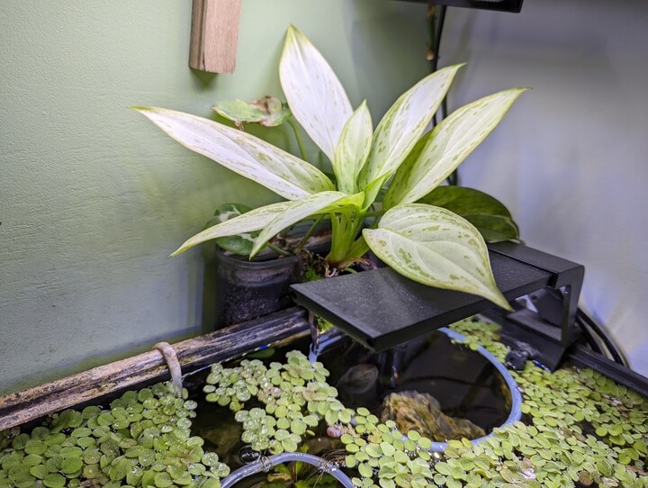 Hang on back filter with emersed plants Hang on back filter with emersed plants