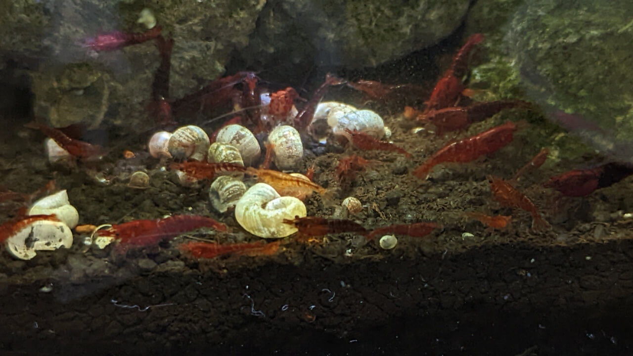 Red Cherry shrimp eating food from the substrate