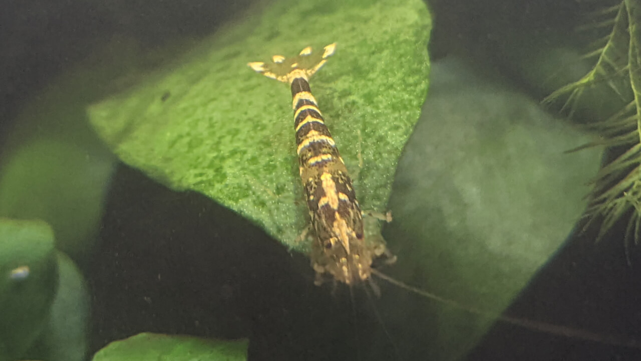 A Tangerine Tiger hybrid shrimp eating on an algae covered leaf