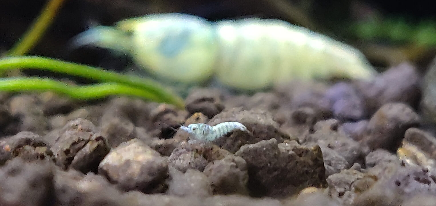 Baby and parent Blue Bolt shrimp on Amazonia soil substrate