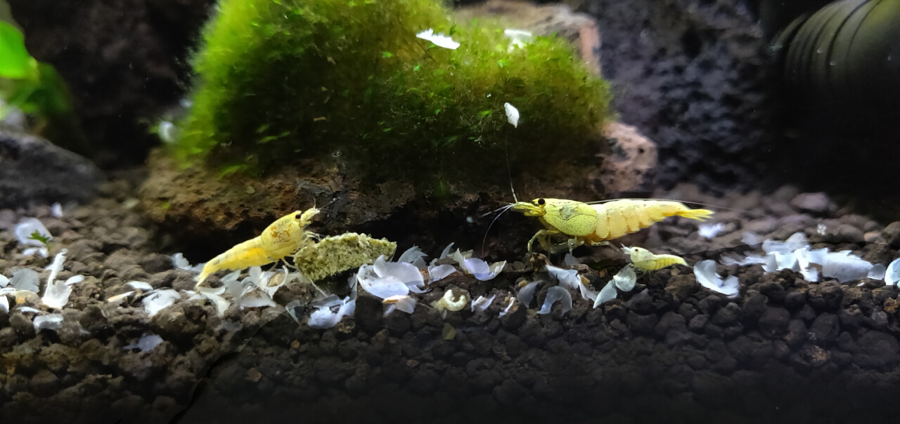 Low grade Blue Bolt shrimp eating an algae wafer Low grade Blue Bolt shrimp eating an algae wafer