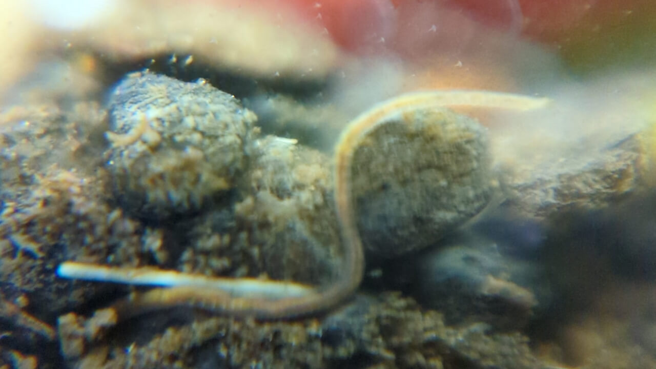 Detritus worm in shrimp tank substrate Detritus worm in shrimp tank substrate
