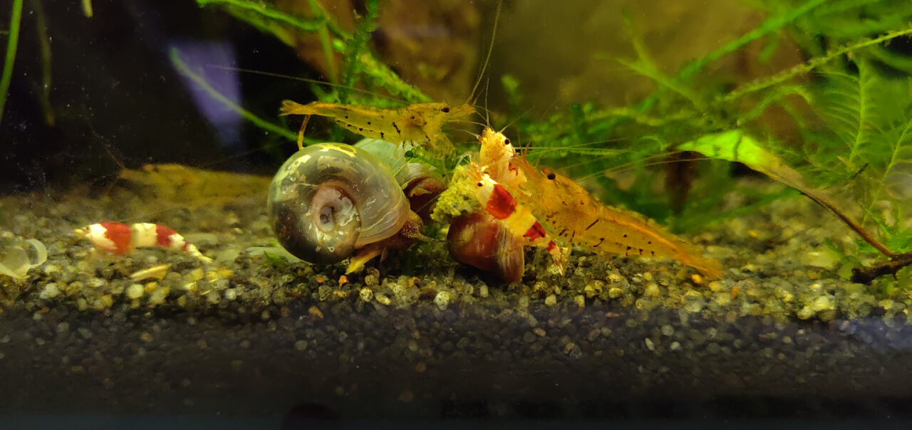 Different species of shrimp eating food on dark gravel Different species of shrimp eating food on dark gravel