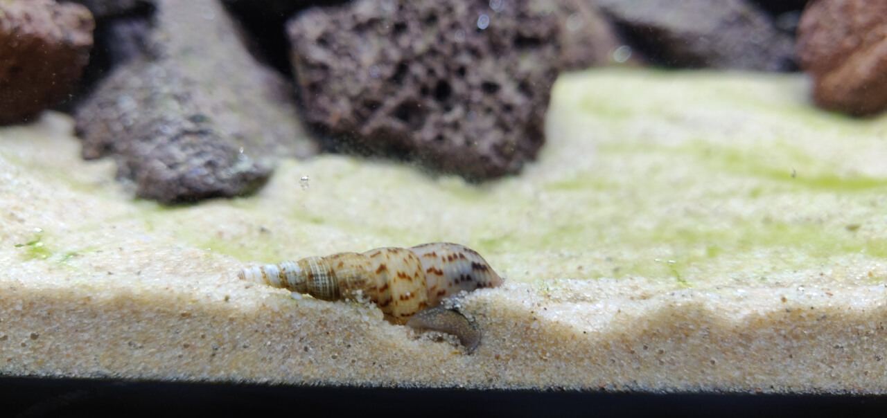 Malaysian Trumpet snail burrowing into sand Malaysian Trumpet snail burrowing into sand