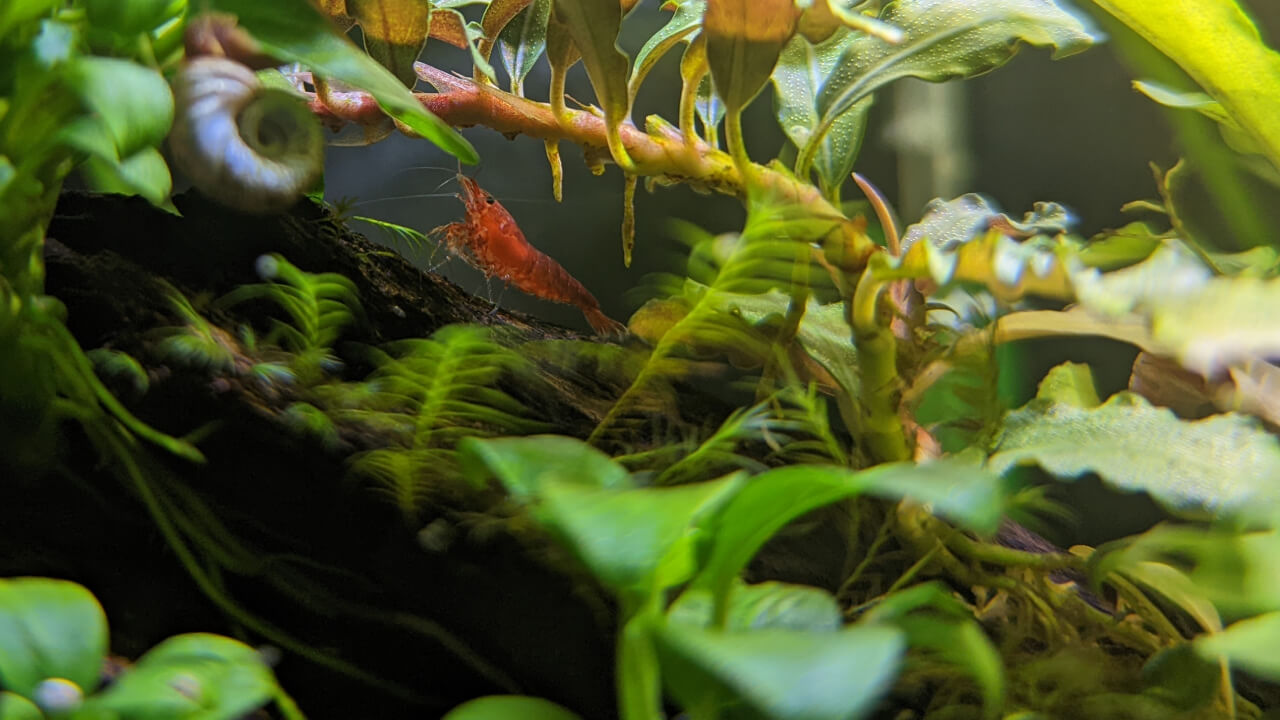 Red Cherry on driftwood in a planted tank