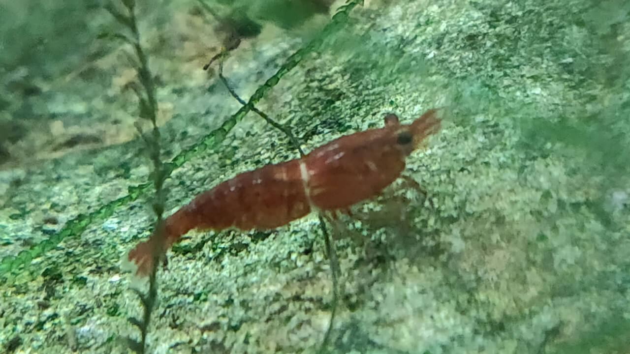 Red Cherry shrimp with white ring of death around shell