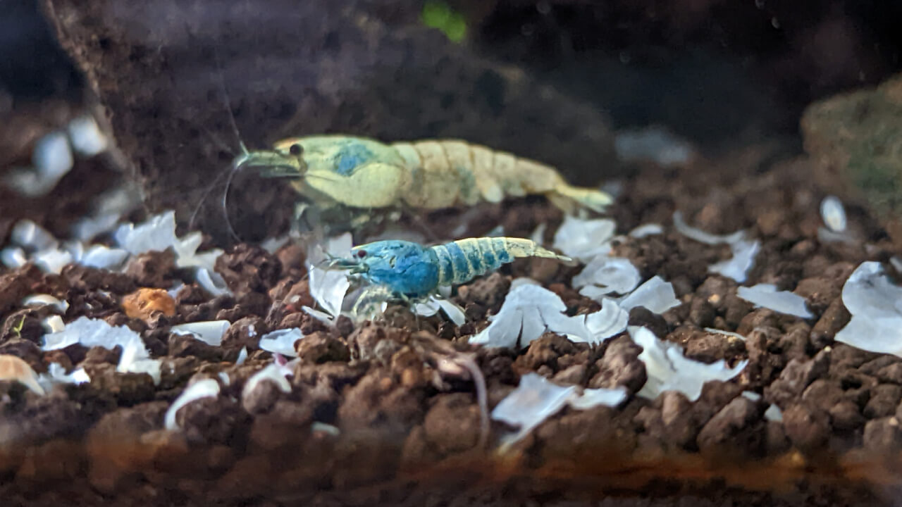 Blue Bolt shrimp eating snowflake pellet food