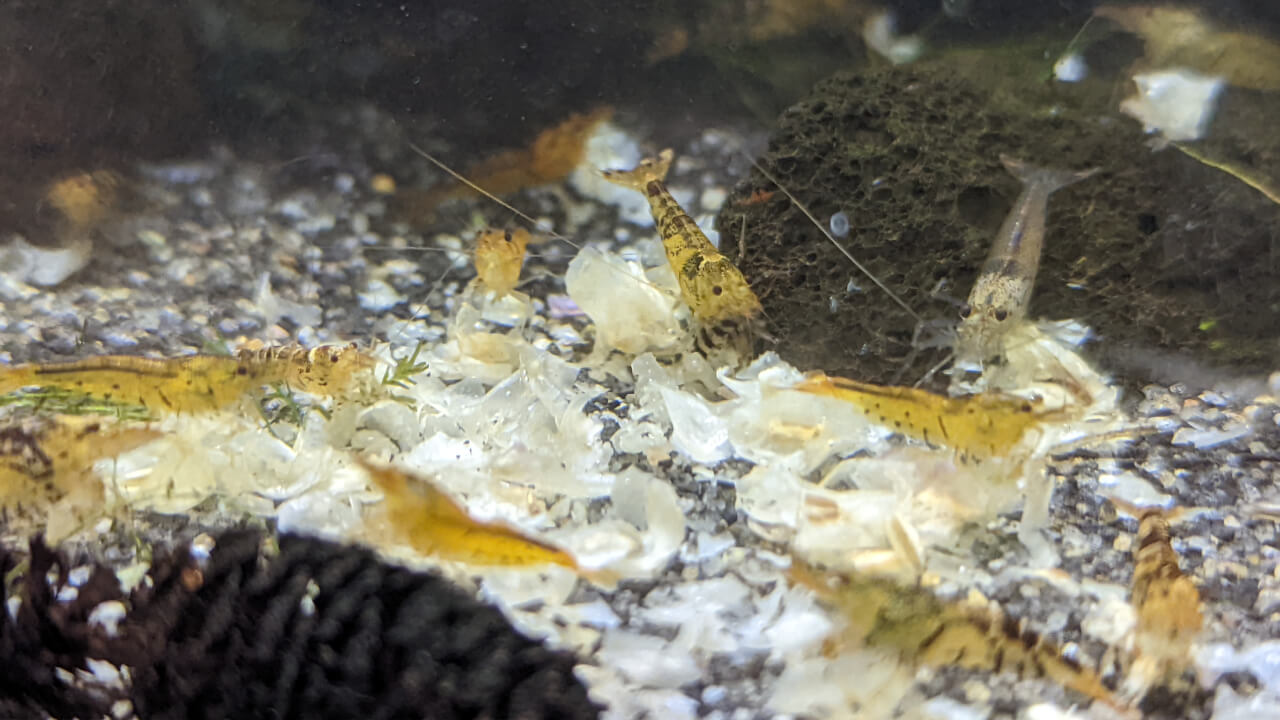 Tangerine Tiger shrimp eating snowflake pellet food