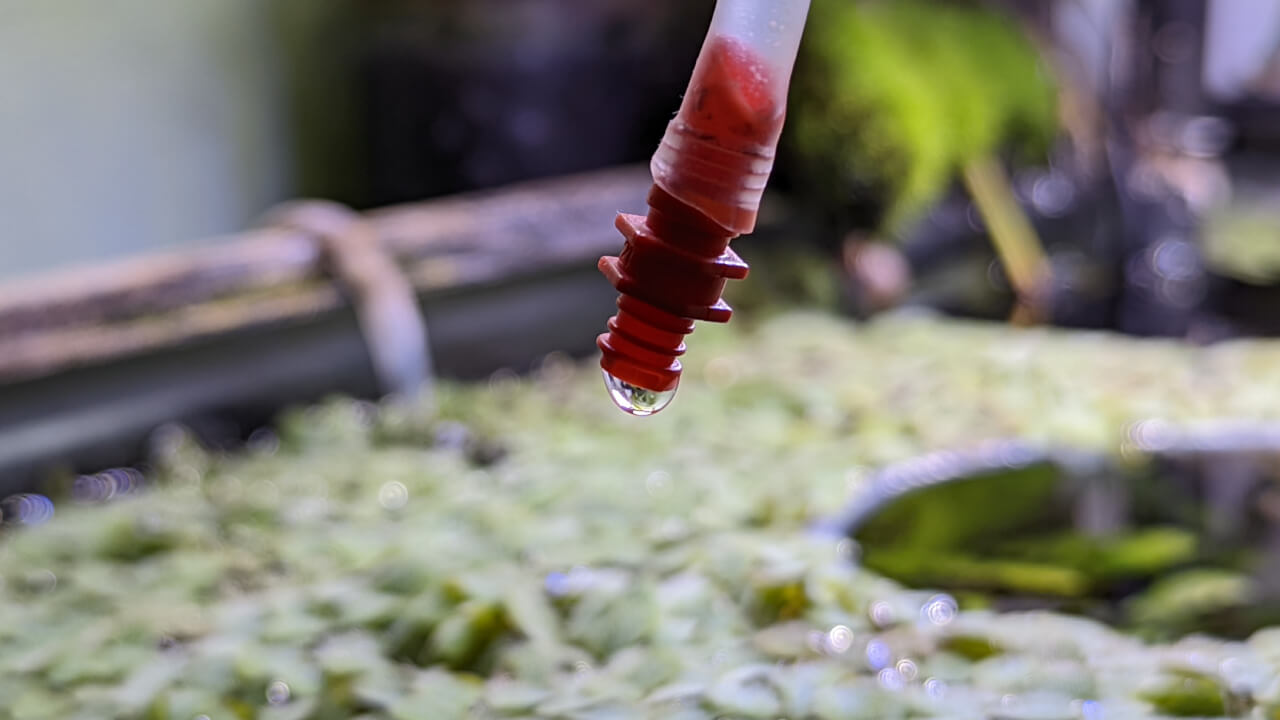 Drip acclimating water into a shrimp tank after a water change