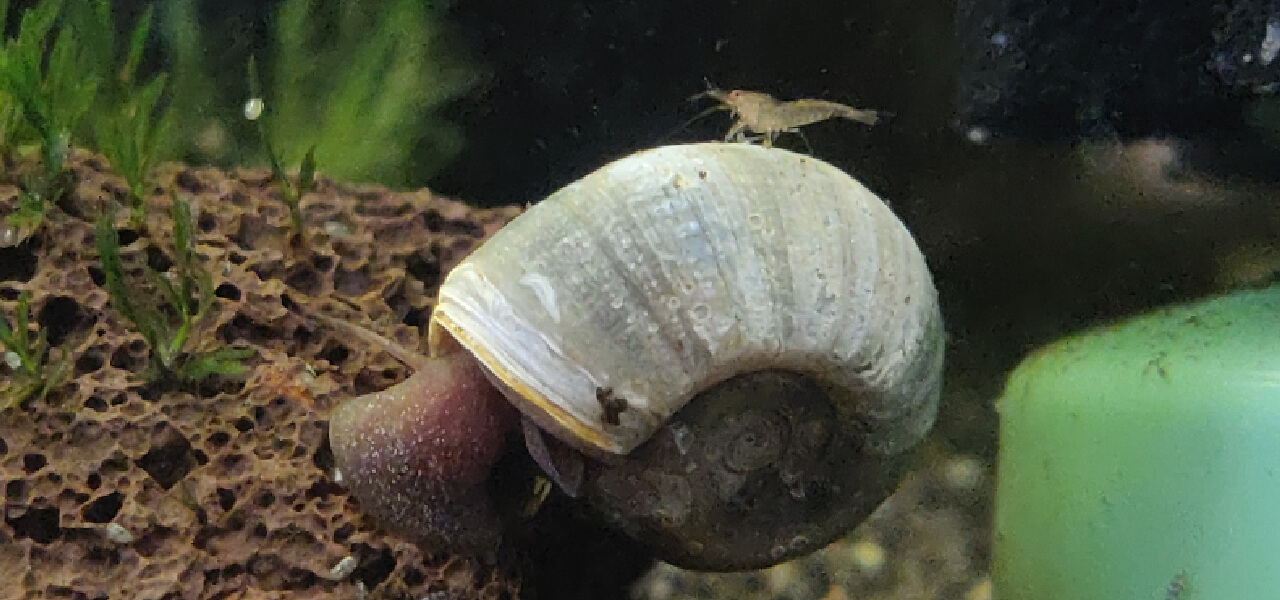 Snails in a Shrimp Tank | Shrimp Science