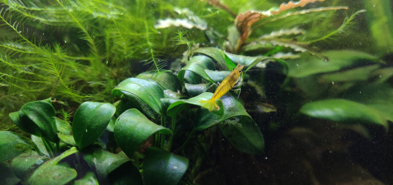 Tangerine Tiger shrimp in a planted tank