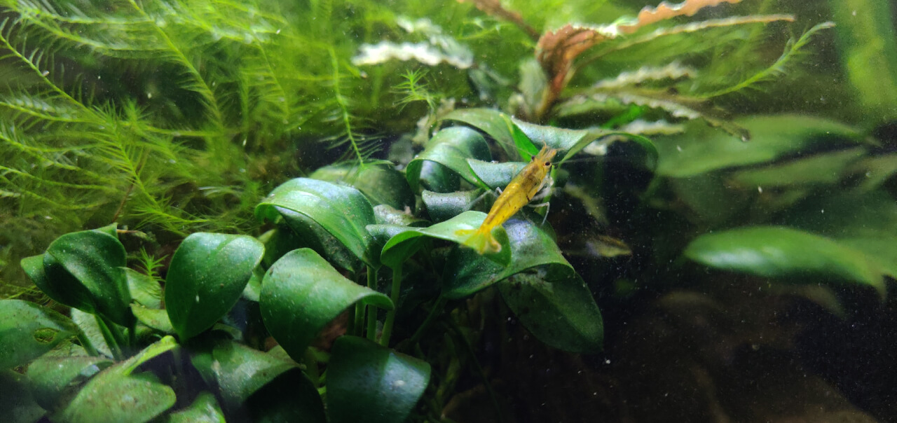 Tangerine Tiger shrimp in a planted tank Tangerine Tiger shrimp in a planted tank
