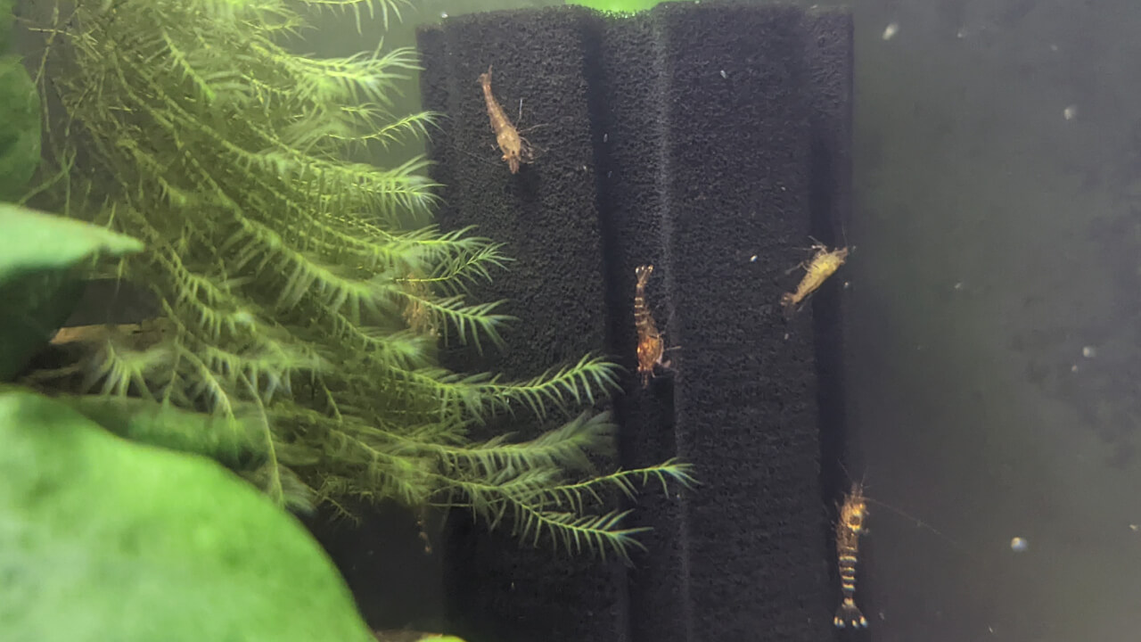 Tangerine Tiger shrimp on a sponge filter Tangerine Tiger shrimp on a sponge filter