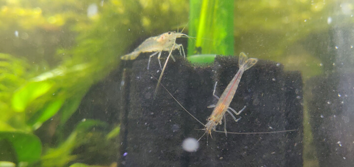 Amano shrimp on sponge filter