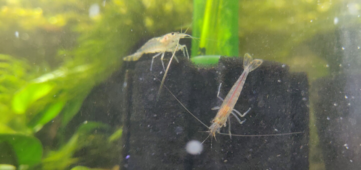 Shrimp Tank Filters: The Beginner's Guide