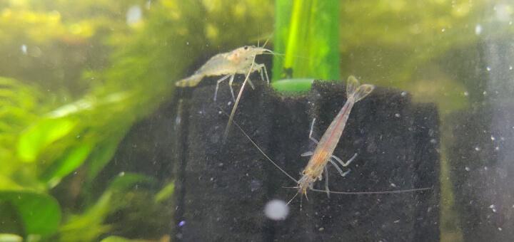 do shrimp need a filter