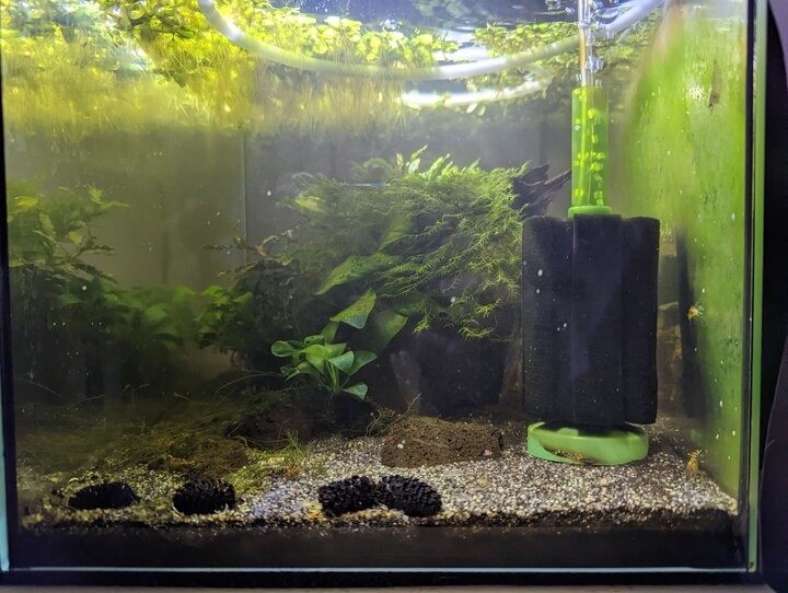 Tangerine tiger shrimp tank with sponge filter Tangerine tiger shrimp tank with sponge filter