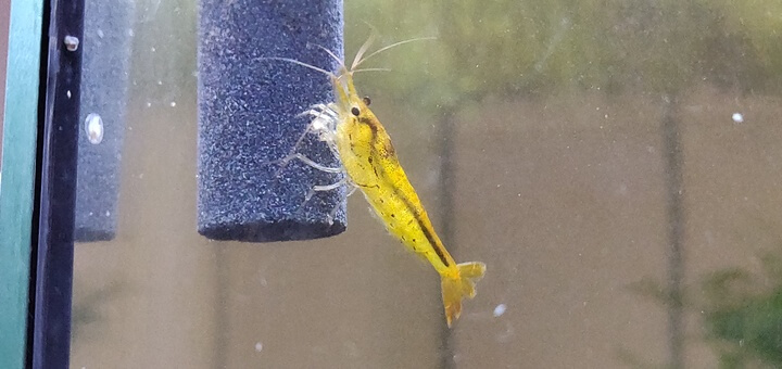 Tangerine tiger shrimp on an airstone Tangerine tiger shrimp on an airstone