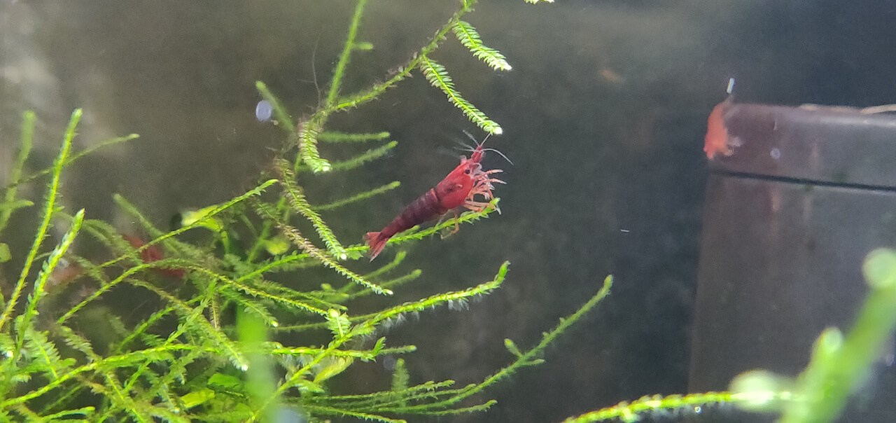 Red Cherry shrimp swimming to moss