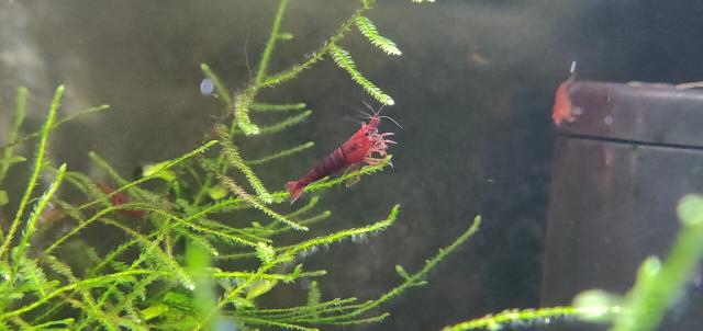 why are my shrimp swimming around