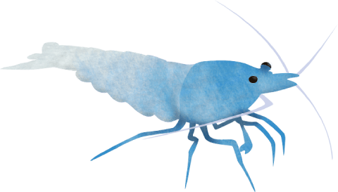 Blue Bolt shrimp