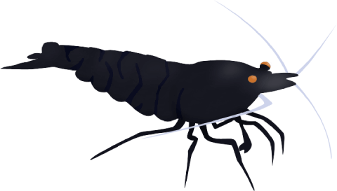 Black Tiger shrimp