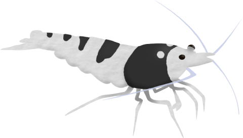 Crystal Black shrimp