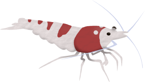 hav det sjovt fordrejer legeplads Crystal Red Shrimp | Shrimp Science