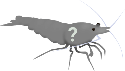Default shrimp suggester illustration