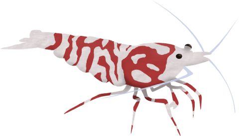 Fancy Tiger shrimp