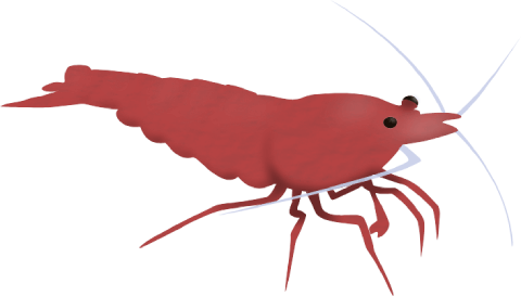 Red Cherry shrimp