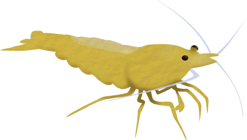 Yellow Fire shrimp