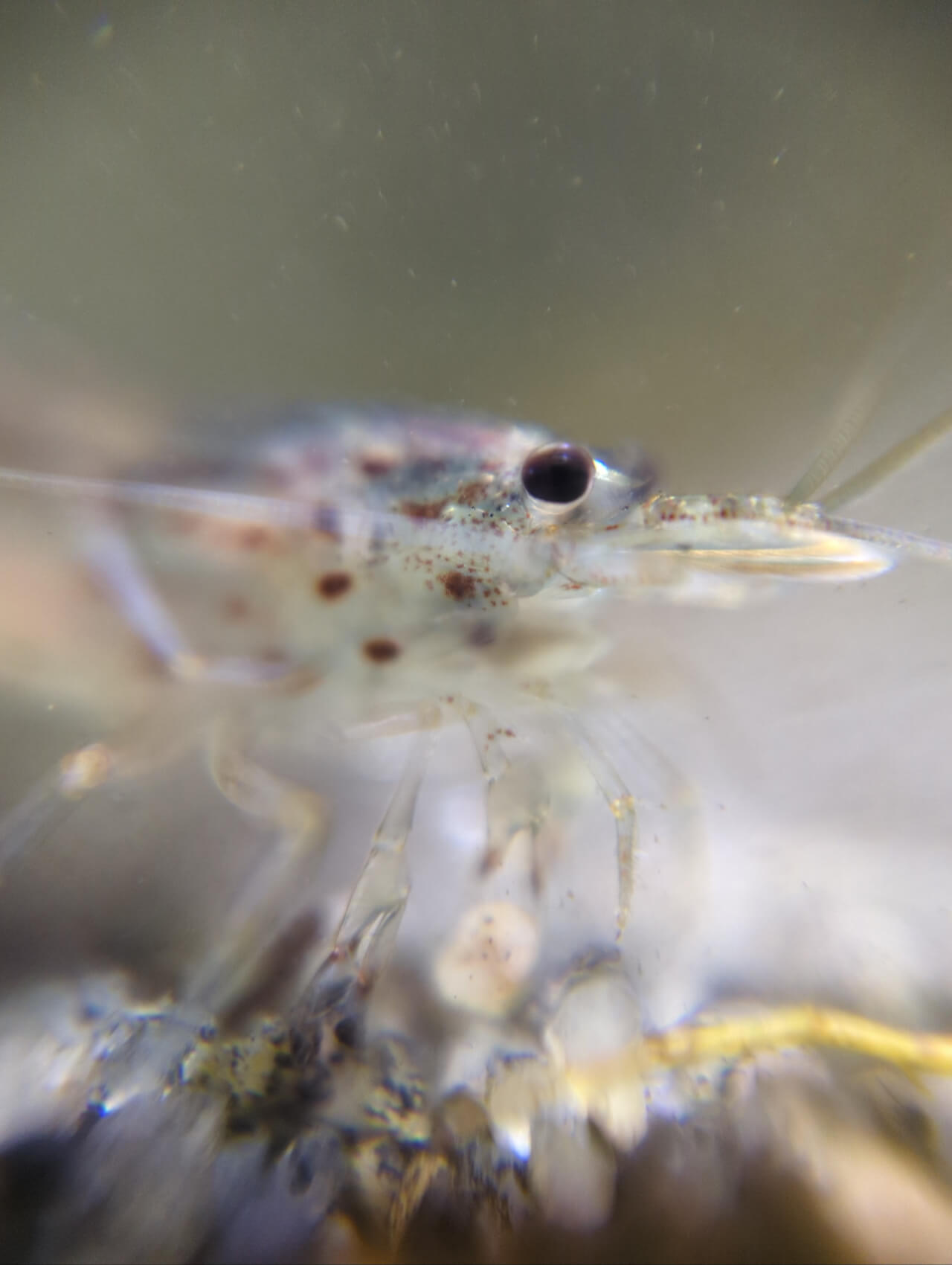 Amano shrimp closeup