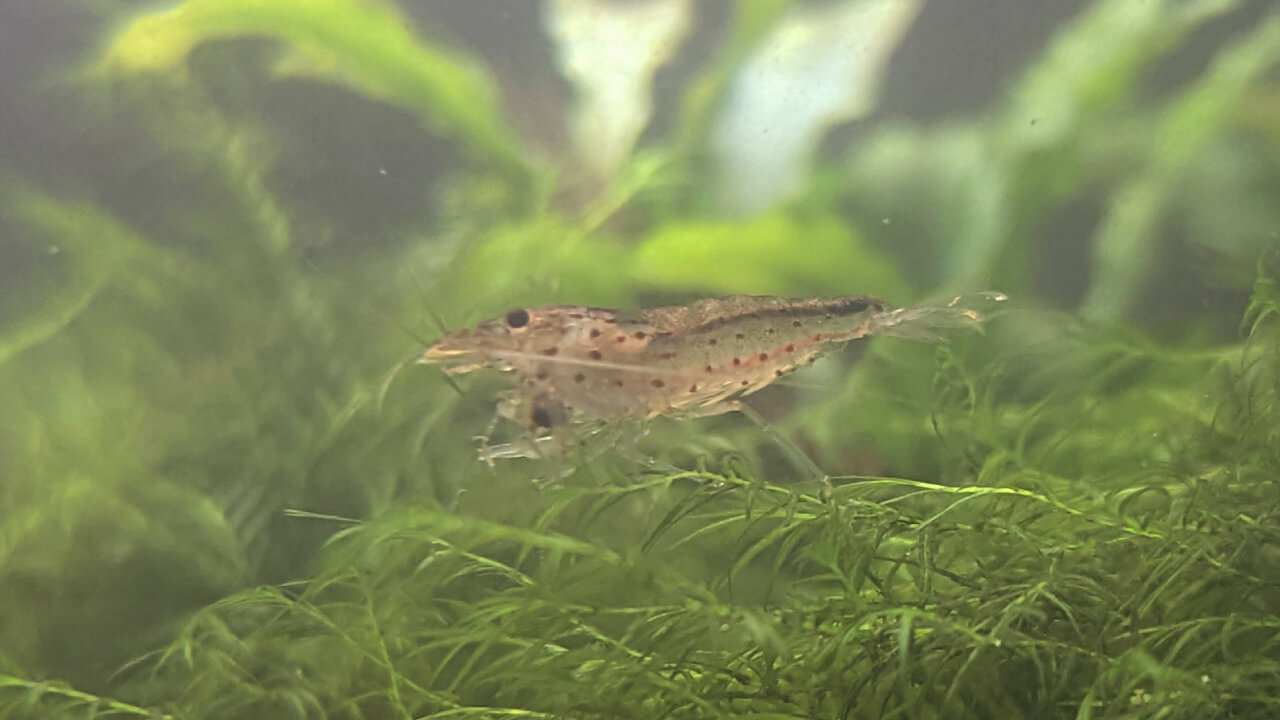 Amano shrimp eating on moss