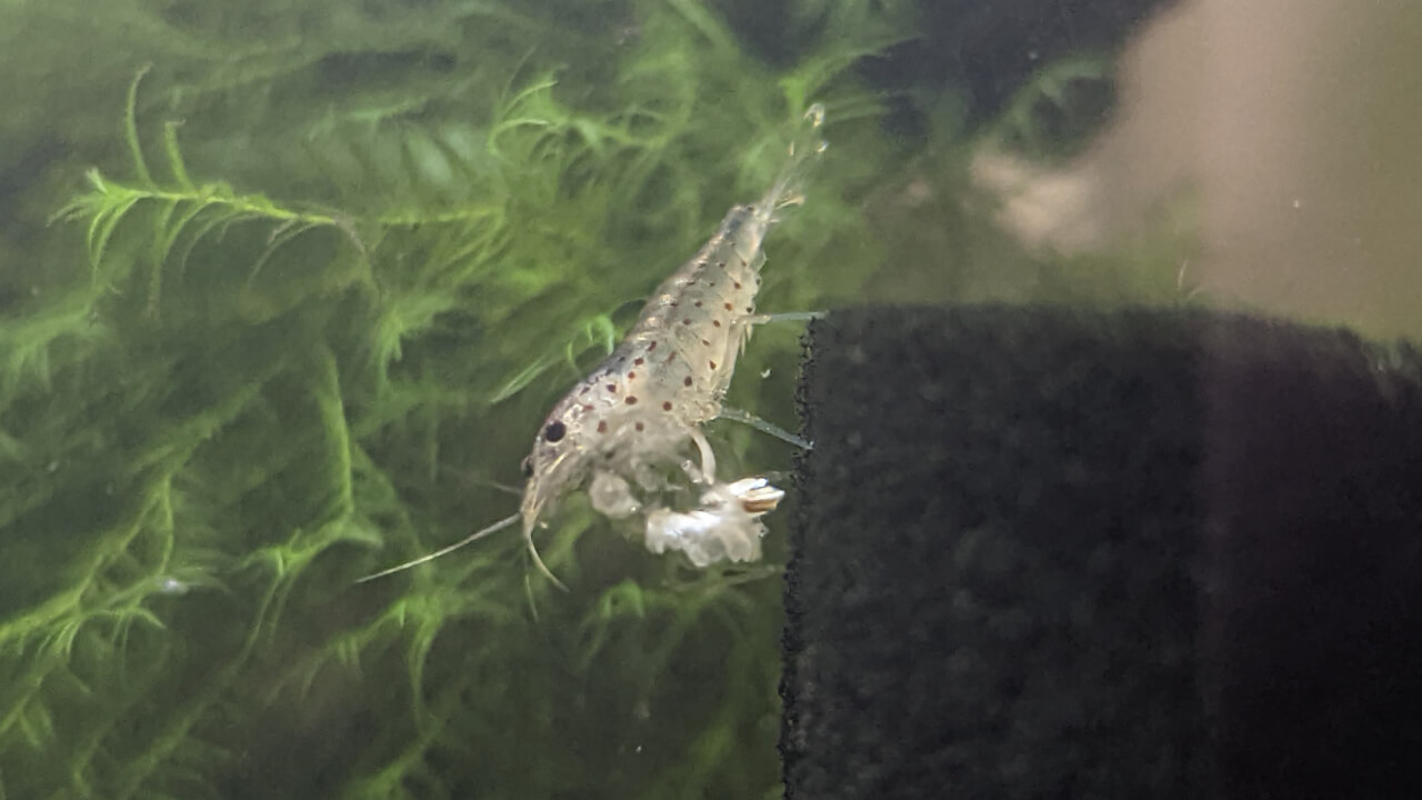 Amano shrimp eating some snowflake food Amano shrimp eating some snowflake food