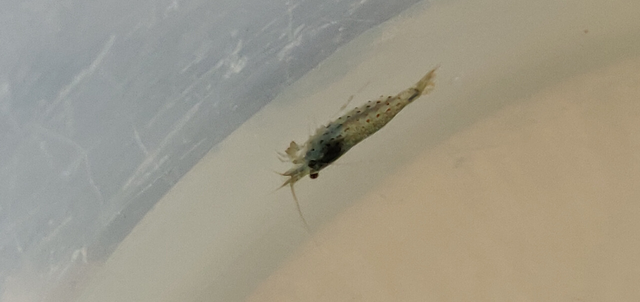 Amano shrimp turning blue from stress