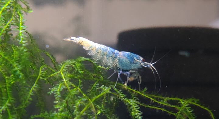 Blue Bolt shrimp on Java moss Blue Bolt shrimp on Java moss