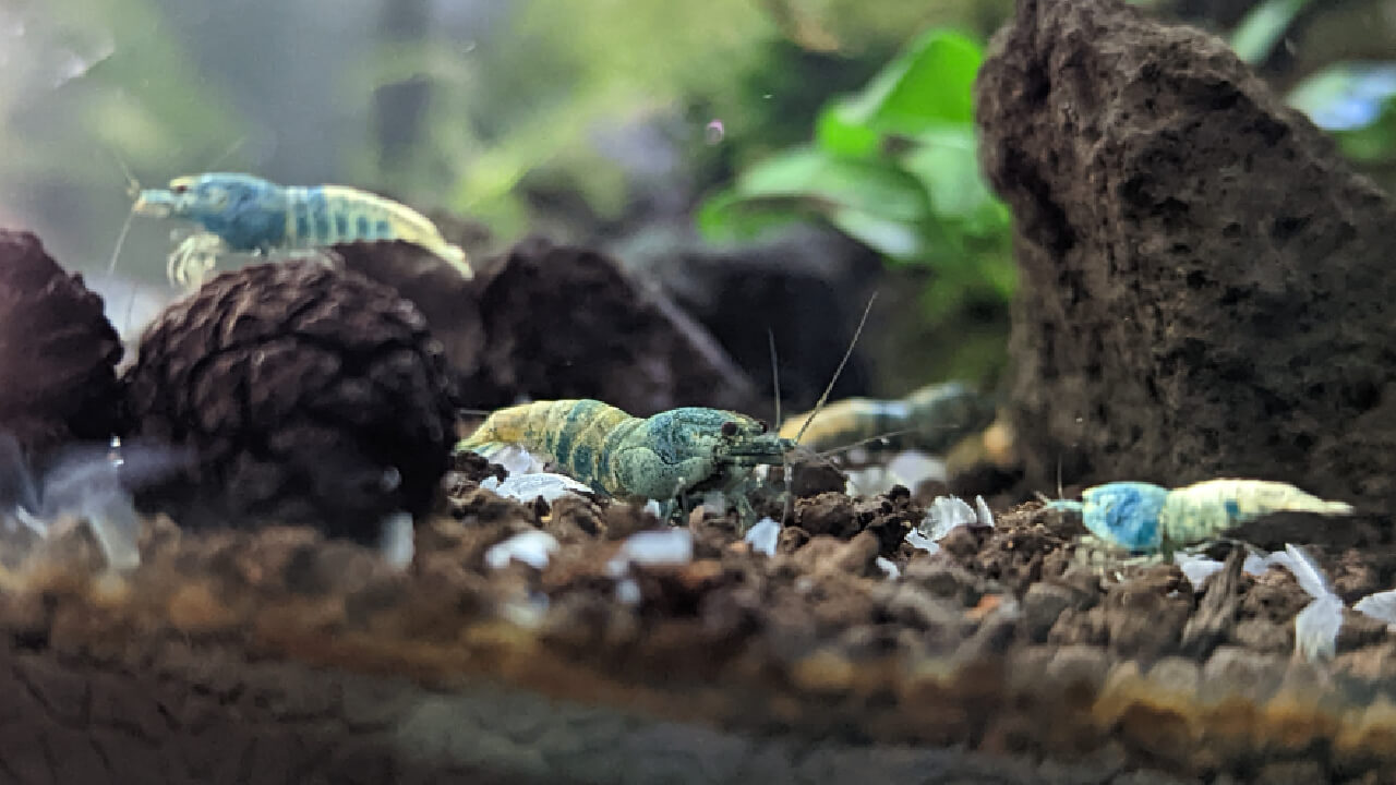 Group of Blue Bolt shrimp Group of Blue Bolt shrimp